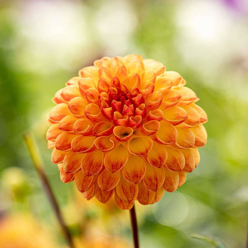 Dahlia 'Jowey Chantal'